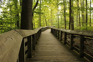 gray wooden forest trail, Ohio, wooden surface, path, oak trees HD wallpaper