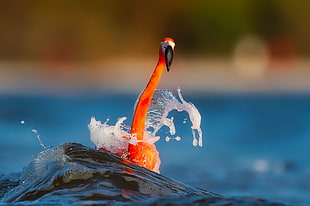 orange bird in the water HD wallpaper
