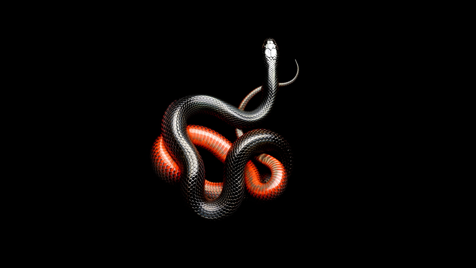 Red Snake Wallpaper Download  MobCup
