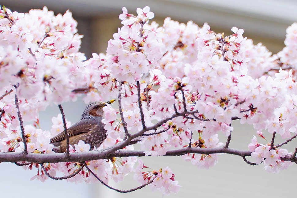 white petaled flower and gray bird selective photo, bulbul HD wallpaper