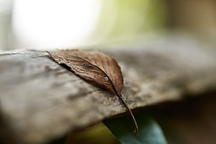 selective focus photography of green leaf on brown wood