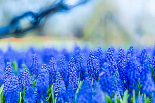 shallow focus photography of blue lavenders