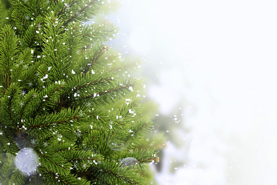 green leaf tree on during snow time HD wallpaper