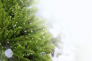 green leaf tree on during snow time
