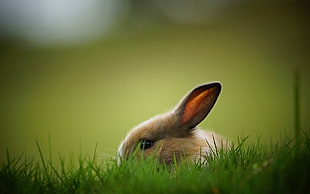 closeup photography of rabbit on grass HD wallpaper