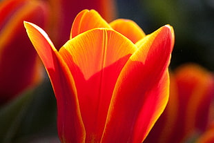 closeup photography of red and orange petaled flower