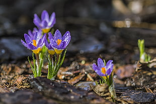 lilac flower, crocuses