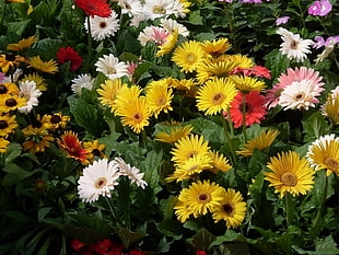 photo of assorted colored Daisy lot HD wallpaper