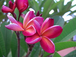 pink petaled flowers, frangipani