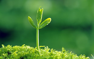 depth field photo of green leaf grass with water dew