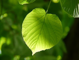 closeup photography of green leaf at daytime