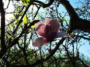 pink petaled flower under tree