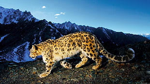 brown and black jaguar, animals, nature, leopard, leopard (animal)