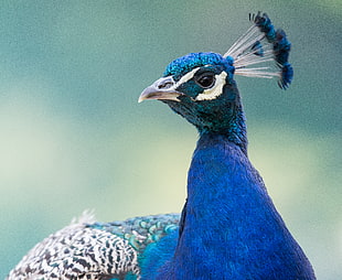 close-up photo of peacock