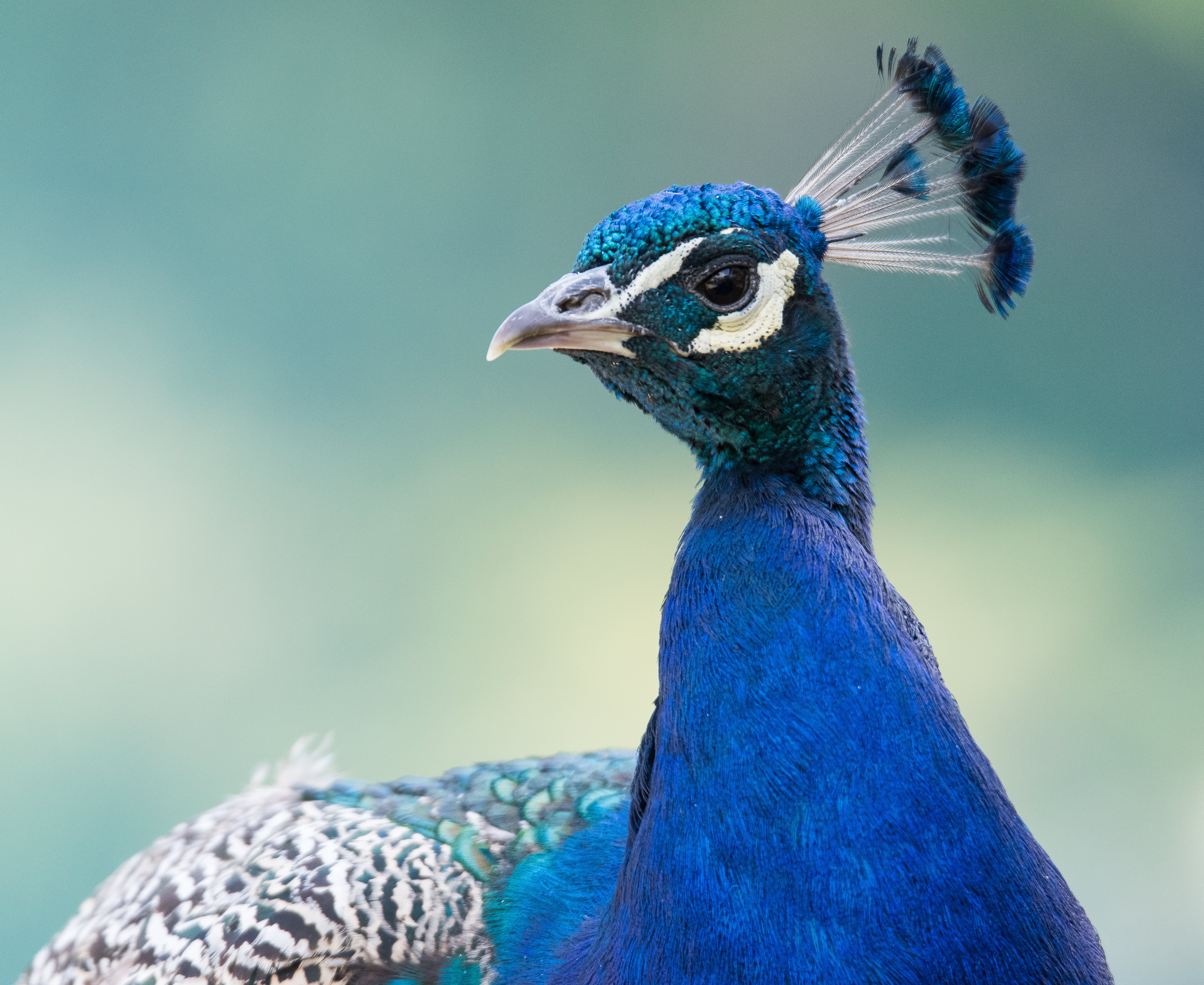 close-up photo of peacock