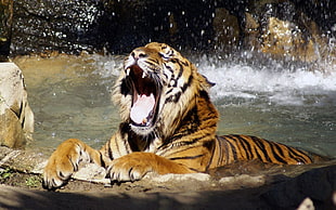 brown and black Tiger in water yawning