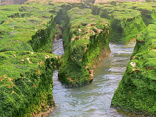 close up photo of a moss-covered rocks surrounding river at daytime