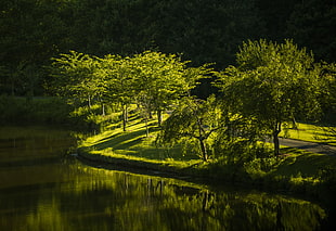 green forest tree beside body of water during daytime