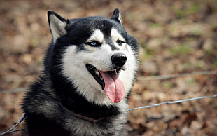 close-up photography of white and black Siberian Husky