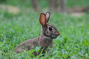 selective focus photography of brown hare, eastern cottontail rabbit, sylvilagus floridanus