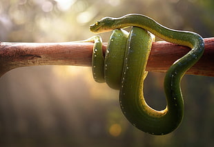 green snake wrapped around a brown tree branch