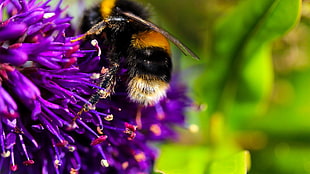 black and orange bee, bees, flowers, purple flowers, macro