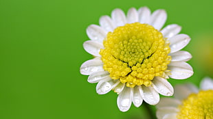 white dandelion flower with dew drop