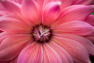 macro photography of pink petal flower HD wallpaper