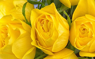 yellow Rose flowers HD wallpaper