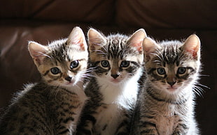 selective focus photography of three short furry black kittens HD wallpaper
