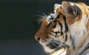 tiger head in close up photo