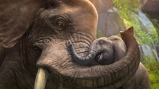 digital wallpaper of elephant and calf