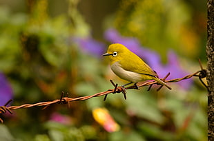 yellow bird perched on rust barbwire in closeup photo