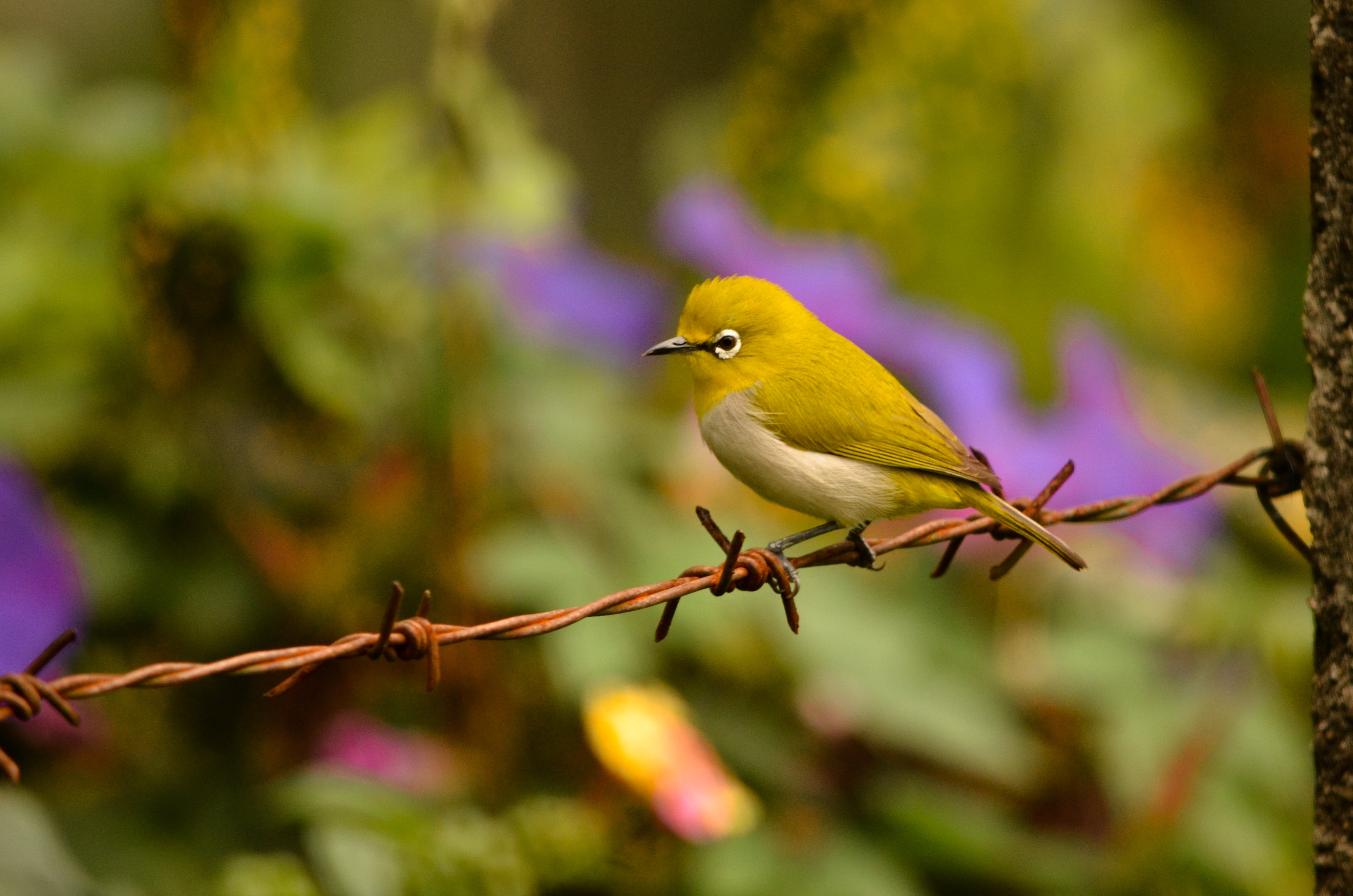 Природа пение птиц для сна. Релакс птицы. Свирель птица. Жёлтая птица в тропиках. Релаксирующая пение птиц.