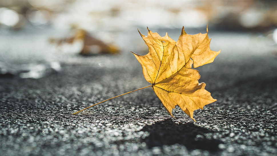 macro photography of brown maple leaf on road HD wallpaper