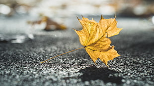 macro photography of brown maple leaf on road