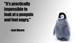 gray and black Emperor penguin yellow Dymo rhinopro 5000, quote, penguins, angry, happy HD wallpaper