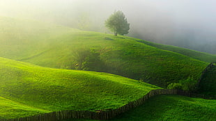 green mountain and trees, nature, landscape, hills, mist