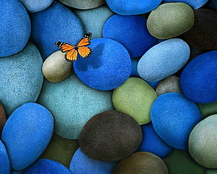 Viceroy Butterfly on blue rocks HD wallpaper