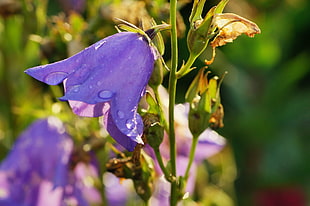 selective focus photography of purple petaled flower, bellflower, regen