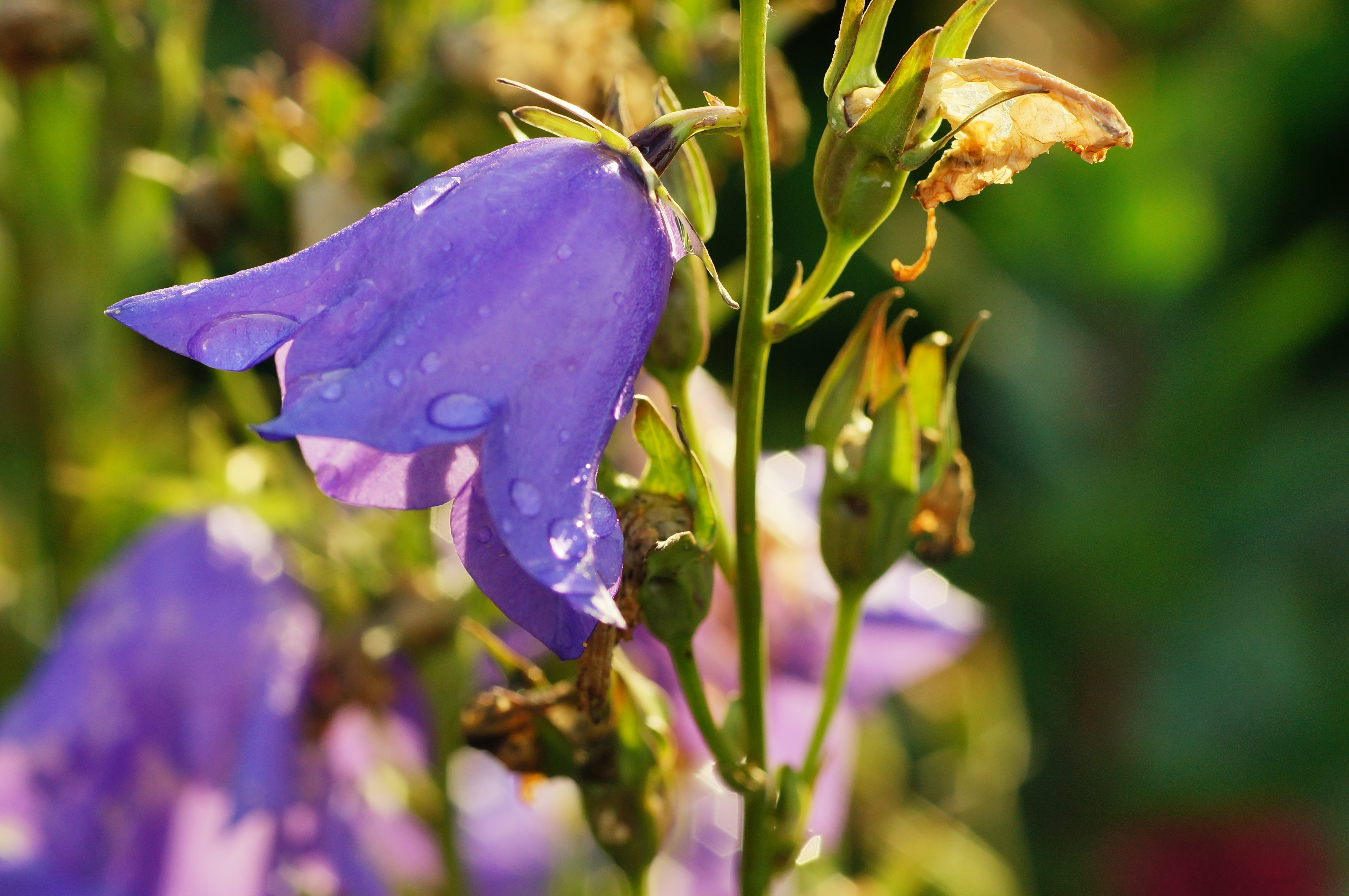 selective focus photography of purple petaled flower, bellflower, regen