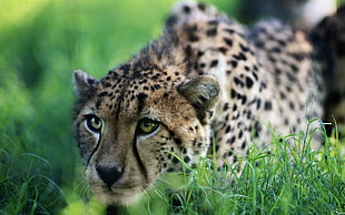 cheetah on grass