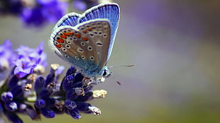 common blue butterfly perched on purple petaled flower in closeup photo HD wallpaper