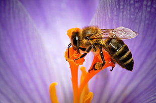 macro photography of bee on flower HD wallpaper