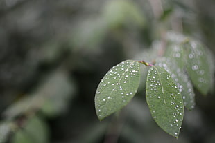 Green Leaves With Waterdrops HD wallpaper