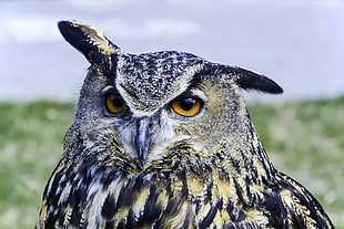 Eurasian Eagle-owl during daytime