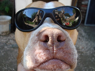 black sports framed sunglasses, sunglasses, dog, animals, reflection