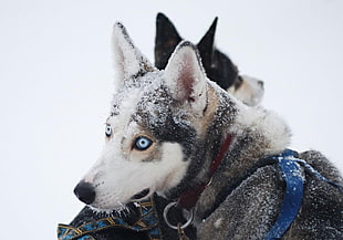 white and black cat plush toy, dog, animals, Siberian Husky , snow