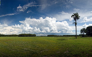 green grass field under blue skies