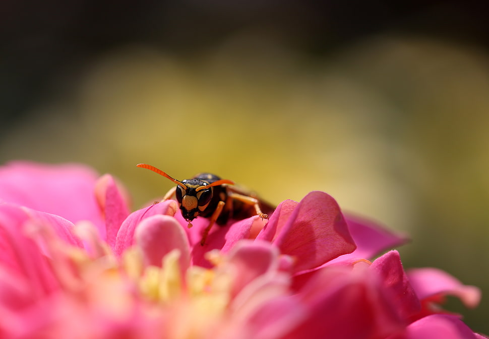 Yellow Jacket Wasp perched on purple petaled flower in closeup photography HD wallpaper